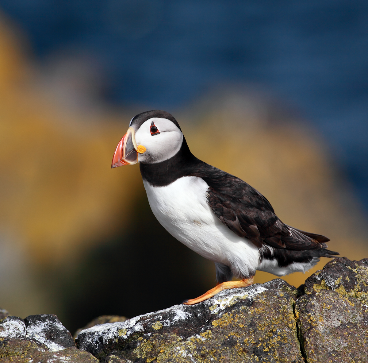 Puffin