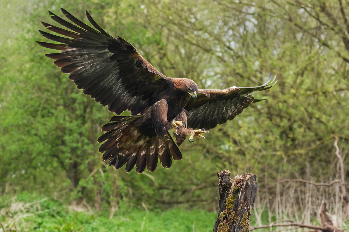 Golden Eagle