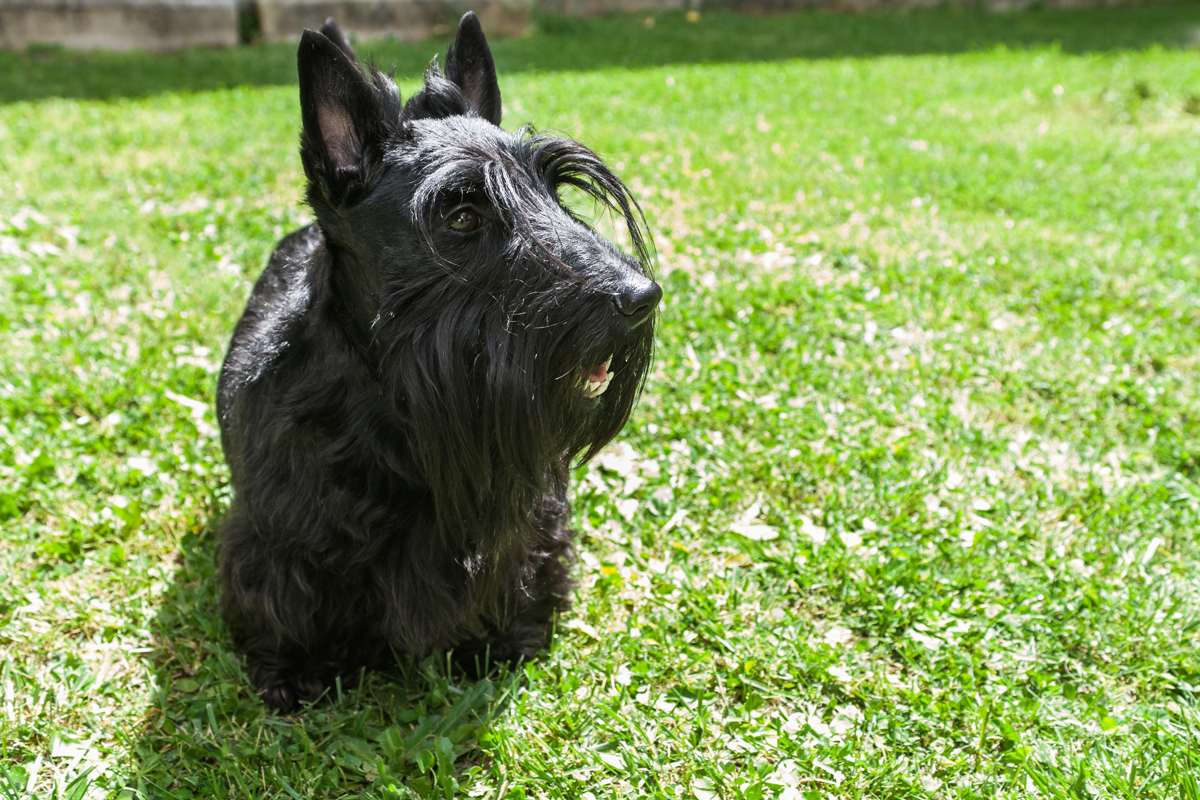 Scottie Dog