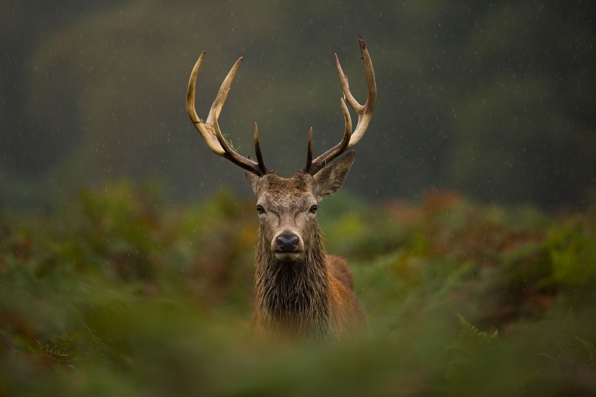 Stag